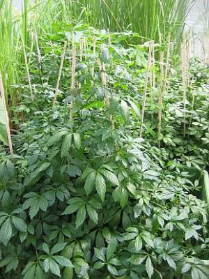 Gynostemma pentaphyllum - gynostema pětilistá, jiaogulan, ženšen