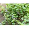 Popenec břečťanovitý - Glechoma hederacea