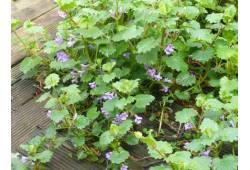 Popenec břečťanovitý - Glechoma hederacea