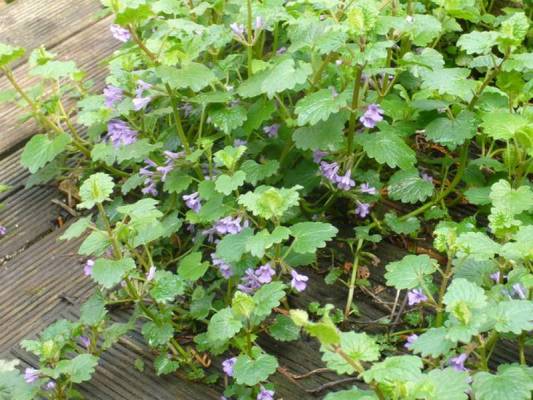 Popenec břečťanovitý - Glechoma hederacea