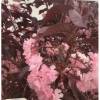 Prunus serrulata 'ROYAL BURGUNDY' - sakura