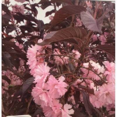 Prunus serrulata 'ROYAL BURGUNDY' - sakura