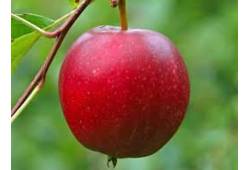 Jabloň letní SUMMERRED
