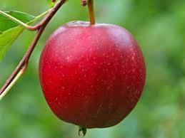 Jabloň letní SUMMERRED