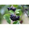 Aronia x prunifolia 'VIKING' - Arónie, černý jeřáb