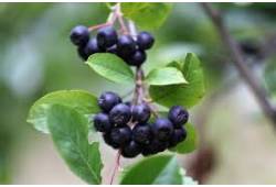 Aronia x prunifolia 'VIKING' - Arónie, černý jeřáb