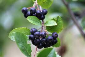 Aronia x prunifolia 'VIKING' - Arónie, černý jeřáb