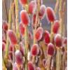 Salix gracilistyla ´Mount Aso´ - Vrba štíhlopestíková