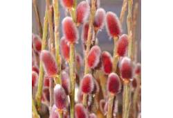Salix gracilistyla ´Mount Aso´ - Vrba štíhlopestík..