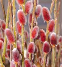Salix gracilistyla ´Mount Aso´ - Vrba štíhlopestíková