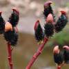 Salix gracilistyla 'Melanostachys' - Vrba štíhlopestíková MELANOSTACHYS