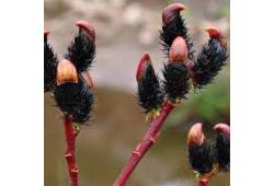 Salix gracilistyla 'Melanostachys' - Vrba štíhlope..