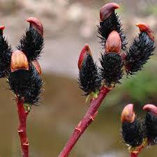 Salix gracilistyla 'Melanostachys' - Vrba štíhlopestíková MELANOSTACHYS