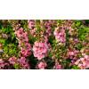 Angelonia Pink - Angelonie úzkolistá