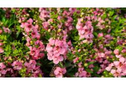 Angelonia Pink - Angelonie úzkolistá