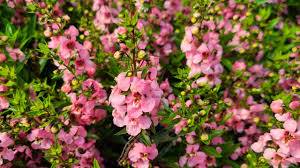 Angelonia Pink - Angelonie úzkolistá