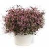 Euphorbia hypericifolia Starblast Pink - pryšec třezalkolistý