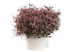 Euphorbia hypericifolia Starblast Pink - pryšec tř..