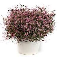 Euphorbia hypericifolia Starblast Pink - pryšec třezalkolistý