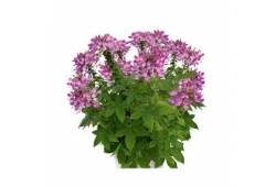 Cleome Arana Violeta - luštěnice
