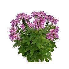 Cleome Arana Violeta - luštěnice