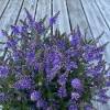 Hebe 'Naughties Dark Blue' - hebe