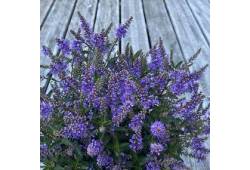 Hebe 'Naughties Dark Blue' - hebe