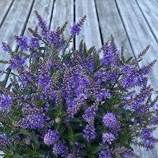 Hebe 'Naughties Dark Blue' - hebe