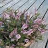 Hebe Naughties Outdoor Pink - hebe