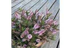 Hebe Naughties Outdoor Pink - hebe