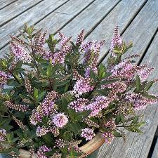 Hebe Naughties Outdoor Pink - hebe