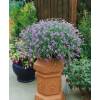 Isotoma ´Stella Super Blue´