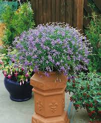 Isotoma ´Stella Super Blue´