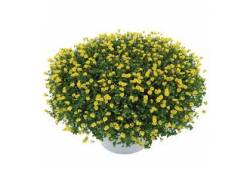 Mecardonia Garden Freckles - Mekardonie