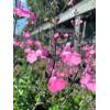 Salvia microphylla 'Salvinio Pink' - šalvěj