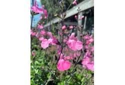 Salvia microphylla 'Salvinio Pink' - šalvěj