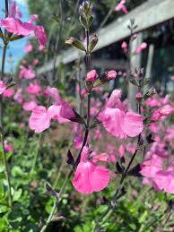 Salvia microphylla 'Salvinio Pink' - šalvěj