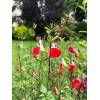 Salvia Salvinio Red-White - šalvěj