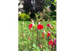 Salvia Salvinio Red-White - šalvěj