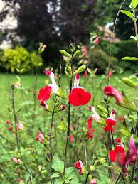 Salvia Salvinio Red-White - šalvěj