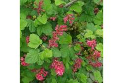 Ribes sanguineum 'KING EDWARD VII' - meruzalka krv..