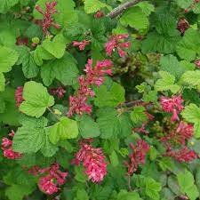 Ribes sanguineum 'KING EDWARD VII' - meruzalka krvavá