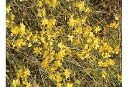 Jasminum nudiflorum - Jasmín nahokvětý