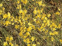 Jasminum nudiflorum - Jasmín nahokvětý