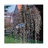 Salix caprea 'KILMARNOCK' (Pendula) - vrba převislá