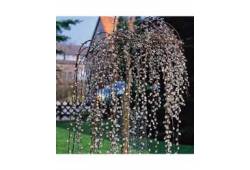Salix caprea 'KILMARNOCK' (Pendula) - vrba převisl..
