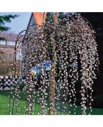 Salix caprea 'KILMARNOCK' (Pendula) - vrba převislá