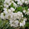 Philadelphus 'SNOWBELLE' pustoryl, nepravý jasmín