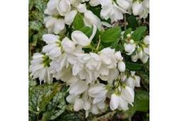 Philadelphus 'SNOWBELLE' pustoryl, nepravý jasmín