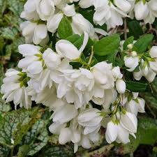 Philadelphus 'SNOWBELLE' pustoryl, nepravý jasmín